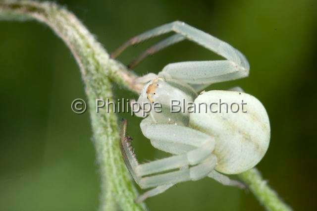 Thomisidae_8026.JPG - France, Araneae, Thomisidae, Thomise variable ou Araignée-crabe des fleurs (Misumena vatia), forme blanche, Goldenrod crab spider or Flower crab spider